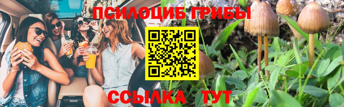 Псилоцибиновые грибы Psilocybe Архангельск
